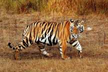 Jungle Holidayz, Jungle Holidays, Jungle Holidayz Masinagudi, Masinagudi Jeep Safari, Masinagudi Trekking, Masinagudi Gipsy Safari, Masinagudi Waterfalls, Masinagudi Camp Fire, Masinagudi Historical Places, Masinagudi Sightseeing,  Masinagudi Trekking, Masinagudi Travels, Masinagudi Tours, Masinagudi Tours And Travels, Car Rents Masinagudi, Car Rentals Ooty, Cab Services Masinagudi, Cab Rentals, Taxi Rentals, Travels Masinagudi, Tourism Masinagudi, Jungle Holidayz Ooty, Ooty Jeep Safari, Ooty Trekking, Ooty Gipsy Safari, Ooty Waterfalls, Ooty Camp Fire, Ooty Historical Places, Ooty Sightseeing, Mysore Sightseeing,  Masinagudi, Masinagudi Resorts,  Masinagudi  Resort, Masinagudi Resorts, Masinagudi Hotels, Masinagudi Jungle Lodge, Masinagudi Jungle, Masinagudi Wild Life Resorts, Masinagudi Forest Hotel, Masinagudi Forest Resorts, Wildlife Resorts In Masinagudi, Masinagudi Cottages, Masinagudi Resorts Tree House, Jungle Retreat Resort Masinagudi, Jungle Hut Resort Masinagudi, Masinagudi Resorts Tariff, Safari Land Resort Masinagudi, Masinagudi Location, Masinagudi Home Stay, Masinagudi Jungle Resort, Masinagudi Cottages, Masinagudi Tree House, Masinagudi Weather, Masinagudi To Ooty, Most Popular Resorts In Masinagudi, Best Masinagudi Resorts, Hotels In Masinagudi, Resorts In Masinagudi, Cottages In Masinagudi, Home Stay In Masinagudi, Rooms In Masinagudi, Bird Watching Masinagudi,  Birding In Masinagudi, Wildlife Resort In Masinagudi, Resorts In Masinagudi-Mudumalai, Masinagudi Location, Fire Camp In Masinagudi,  Masinagudi To Ooty, Masinagudi To Chennai,  Masinagudi To Coimbatore,  Masinagudi To Bangalore, Masinagudi Jungle Trekking,  Trekking In Masinagudi, Masinagudi Trekking Booking, Trekking Booking Ooty, Trekking Mudumalai, Trekking Nilgiris, Masinagudi Resort Booking, Masinagudi Cottage Booking, Places To Stay In Masinagudi, Trekking Through Masinagudi, Activities In Masinagudi Such As Trekking,  Adventure Jungle Camping, Adventure Jungle Package, Jungle Camping,  Jungle Package,  Luxury Adventure Package, Tree Top Package, Best Family Resort In Masinagudi, Best Family Resort In Masinagudi Mudumalai  Forest, Masinagudi Forest Wildlife Resort, Masinagudi Trekking Cost, Masinagudi Trekking Booking, Masinagudi Jeep Safari,  Masinagudi Trekking Shed, Vibudhimalai Trek, Activities In Masinagudi Mudumalai Trekking,  Night Trekking In Masinagudi, Best Forest Resort In Masinagudi‎ , Wildlife Forest Lodges & Resorts In Masinagudi