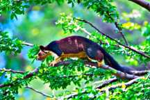 Jungle Holidayz, Jungle Holidays, Jungle Holidayz Masinagudi, Masinagudi Jeep Safari, Masinagudi Trekking, Masinagudi Gipsy Safari, Masinagudi Waterfalls, Masinagudi Camp Fire, Masinagudi Historical Places, Masinagudi Sightseeing,  Masinagudi Trekking, Masinagudi Travels, Masinagudi Tours, Masinagudi Tours And Travels, Car Rents Masinagudi, Car Rentals Ooty, Cab Services Masinagudi, Cab Rentals, Taxi Rentals, Travels Masinagudi, Tourism Masinagudi, Jungle Holidayz Ooty, Ooty Jeep Safari, Ooty Trekking, Ooty Gipsy Safari, Ooty Waterfalls, Ooty Camp Fire, Ooty Historical Places, Ooty Sightseeing, Mysore Sightseeing,  Masinagudi, Masinagudi Resorts,  Masinagudi  Resort, Masinagudi Resorts, Masinagudi Hotels, Masinagudi Jungle Lodge, Masinagudi Jungle, Masinagudi Wild Life Resorts, Masinagudi Forest Hotel, Masinagudi Forest Resorts, Wildlife Resorts In Masinagudi, Masinagudi Cottages, Masinagudi Resorts Tree House, Jungle Retreat Resort Masinagudi, Jungle Hut Resort Masinagudi, Masinagudi Resorts Tariff, Safari Land Resort Masinagudi, Masinagudi Location, Masinagudi Home Stay, Masinagudi Jungle Resort, Masinagudi Cottages, Masinagudi Tree House, Masinagudi Weather, Masinagudi To Ooty, Most Popular Resorts In Masinagudi, Best Masinagudi Resorts, Hotels In Masinagudi, Resorts In Masinagudi, Cottages In Masinagudi, Home Stay In Masinagudi, Rooms In Masinagudi, Bird Watching Masinagudi,  Birding In Masinagudi, Wildlife Resort In Masinagudi, Resorts In Masinagudi-Mudumalai, Masinagudi Location, Fire Camp In Masinagudi,  Masinagudi To Ooty, Masinagudi To Chennai,  Masinagudi To Coimbatore,  Masinagudi To Bangalore, Masinagudi Jungle Trekking,  Trekking In Masinagudi, Masinagudi Trekking Booking, Trekking Booking Ooty, Trekking Mudumalai, Trekking Nilgiris, Masinagudi Resort Booking, Masinagudi Cottage Booking, Places To Stay In Masinagudi, Trekking Through Masinagudi, Activities In Masinagudi Such As Trekking,  Adventure Jungle Camping, Adventure Jungle Package, Jungle Camping,  Jungle Package,  Luxury Adventure Package, Tree Top Package, Best Family Resort In Masinagudi, Best Family Resort In Masinagudi Mudumalai  Forest, Masinagudi Forest Wildlife Resort, Masinagudi Trekking Cost, Masinagudi Trekking Booking, Masinagudi Jeep Safari,  Masinagudi Trekking Shed, Vibudhimalai Trek, Activities In Masinagudi Mudumalai Trekking,  Night Trekking In Masinagudi, Best Forest Resort In Masinagudi‎ , Wildlife Forest Lodges & Resorts In Masinagudi