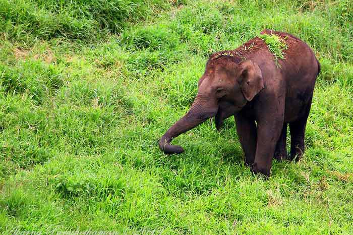 Jungle Holidayz, Jungle Holidays, Jungle Holidayz Masinagudi, Masinagudi Jeep Safari, Masinagudi Trekking, Masinagudi Gipsy Safari, Masinagudi Waterfalls, Masinagudi Camp Fire, Masinagudi Historical Places, Masinagudi Sightseeing,  Masinagudi Trekking, Masinagudi Travels, Masinagudi Tours, Masinagudi Tours And Travels, Car Rents Masinagudi, Car Rentals Ooty, Cab Services Masinagudi, Cab Rentals, Taxi Rentals, Travels Masinagudi, Tourism Masinagudi, Jungle Holidayz Ooty, Ooty Jeep Safari, Ooty Trekking, Ooty Gipsy Safari, Ooty Waterfalls, Ooty Camp Fire, Ooty Historical Places, Ooty Sightseeing, Mysore Sightseeing,  Masinagudi, Masinagudi Resorts,  Masinagudi  Resort, Masinagudi Resorts, Masinagudi Hotels, Masinagudi Jungle Lodge, Masinagudi Jungle, Masinagudi Wild Life Resorts, Masinagudi Forest Hotel, Masinagudi Forest Resorts, Wildlife Resorts In Masinagudi, Masinagudi Cottages, Masinagudi Resorts Tree House, Jungle Retreat Resort Masinagudi, Jungle Hut Resort Masinagudi, Masinagudi Resorts Tariff, Safari Land Resort Masinagudi, Masinagudi Location, Masinagudi Home Stay, Masinagudi Jungle Resort, Masinagudi Cottages, Masinagudi Tree House, Masinagudi Weather, Masinagudi To Ooty, Most Popular Resorts In Masinagudi, Best Masinagudi Resorts, Hotels In Masinagudi, Resorts In Masinagudi, Cottages In Masinagudi, Home Stay In Masinagudi, Rooms In Masinagudi, Bird Watching Masinagudi,  Birding In Masinagudi, Wildlife Resort In Masinagudi, Resorts In Masinagudi-Mudumalai, Masinagudi Location, Fire Camp In Masinagudi,  Masinagudi To Ooty, Masinagudi To Chennai,  Masinagudi To Coimbatore,  Masinagudi To Bangalore, Masinagudi Jungle Trekking,  Trekking In Masinagudi, Masinagudi Trekking Booking, Trekking Booking Ooty, Trekking Mudumalai, Trekking Nilgiris, Masinagudi Resort Booking, Masinagudi Cottage Booking, Places To Stay In Masinagudi, Trekking Through Masinagudi, Activities In Masinagudi Such As Trekking,  Adventure Jungle Camping, Adventure Jungle Package, Jungle Camping,  Jungle Package,  Luxury Adventure Package, Tree Top Package, Best Family Resort In Masinagudi, Best Family Resort In Masinagudi Mudumalai  Forest, Masinagudi Forest Wildlife Resort, Masinagudi Trekking Cost, Masinagudi Trekking Booking, Masinagudi Jeep Safari,  Masinagudi Trekking Shed, Vibudhimalai Trek, Activities In Masinagudi Mudumalai Trekking,  Night Trekking In Masinagudi, Best Forest Resort In Masinagudi‎ , Wildlife Forest Lodges & Resorts In Masinagudi