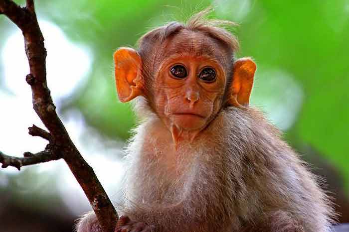 Jungle Holidayz, Jungle Holidays, Jungle Holidayz Masinagudi, Masinagudi Jeep Safari, Masinagudi Trekking, Masinagudi Gipsy Safari, Masinagudi Waterfalls, Masinagudi Camp Fire, Masinagudi Historical Places, Masinagudi Sightseeing,  Masinagudi Trekking, Masinagudi Travels, Masinagudi Tours, Masinagudi Tours And Travels, Car Rents Masinagudi, Car Rentals Ooty, Cab Services Masinagudi, Cab Rentals, Taxi Rentals, Travels Masinagudi, Tourism Masinagudi, Jungle Holidayz Ooty, Ooty Jeep Safari, Ooty Trekking, Ooty Gipsy Safari, Ooty Waterfalls, Ooty Camp Fire, Ooty Historical Places, Ooty Sightseeing, Mysore Sightseeing,  Masinagudi, Masinagudi Resorts,  Masinagudi  Resort, Masinagudi Resorts, Masinagudi Hotels, Masinagudi Jungle Lodge, Masinagudi Jungle, Masinagudi Wild Life Resorts, Masinagudi Forest Hotel, Masinagudi Forest Resorts, Wildlife Resorts In Masinagudi, Masinagudi Cottages, Masinagudi Resorts Tree House, Jungle Retreat Resort Masinagudi, Jungle Hut Resort Masinagudi, Masinagudi Resorts Tariff, Safari Land Resort Masinagudi, Masinagudi Location, Masinagudi Home Stay, Masinagudi Jungle Resort, Masinagudi Cottages, Masinagudi Tree House, Masinagudi Weather, Masinagudi To Ooty, Most Popular Resorts In Masinagudi, Best Masinagudi Resorts, Hotels In Masinagudi, Resorts In Masinagudi, Cottages In Masinagudi, Home Stay In Masinagudi, Rooms In Masinagudi, Bird Watching Masinagudi,  Birding In Masinagudi, Wildlife Resort In Masinagudi, Resorts In Masinagudi-Mudumalai, Masinagudi Location, Fire Camp In Masinagudi,  Masinagudi To Ooty, Masinagudi To Chennai,  Masinagudi To Coimbatore,  Masinagudi To Bangalore, Masinagudi Jungle Trekking,  Trekking In Masinagudi, Masinagudi Trekking Booking, Trekking Booking Ooty, Trekking Mudumalai, Trekking Nilgiris, Masinagudi Resort Booking, Masinagudi Cottage Booking, Places To Stay In Masinagudi, Trekking Through Masinagudi, Activities In Masinagudi Such As Trekking,  Adventure Jungle Camping, Adventure Jungle Package, Jungle Camping,  Jungle Package,  Luxury Adventure Package, Tree Top Package, Best Family Resort In Masinagudi, Best Family Resort In Masinagudi Mudumalai  Forest, Masinagudi Forest Wildlife Resort, Masinagudi Trekking Cost, Masinagudi Trekking Booking, Masinagudi Jeep Safari,  Masinagudi Trekking Shed, Vibudhimalai Trek, Activities In Masinagudi Mudumalai Trekking,  Night Trekking In Masinagudi, Best Forest Resort In Masinagudi‎ , Wildlife Forest Lodges & Resorts In Masinagudi