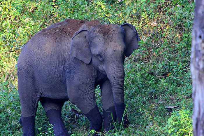Jungle Holidayz, Jungle Holidays, Jungle Holidayz Masinagudi, Masinagudi Jeep Safari, Masinagudi Trekking, Masinagudi Gipsy Safari, Masinagudi Waterfalls, Masinagudi Camp Fire, Masinagudi Historical Places, Masinagudi Sightseeing,  Masinagudi Trekking, Masinagudi Travels, Masinagudi Tours, Masinagudi Tours And Travels, Car Rents Masinagudi, Car Rentals Ooty, Cab Services Masinagudi, Cab Rentals, Taxi Rentals, Travels Masinagudi, Tourism Masinagudi, Jungle Holidayz Ooty, Ooty Jeep Safari, Ooty Trekking, Ooty Gipsy Safari, Ooty Waterfalls, Ooty Camp Fire, Ooty Historical Places, Ooty Sightseeing, Mysore Sightseeing,  Masinagudi, Masinagudi Resorts,  Masinagudi  Resort, Masinagudi Resorts, Masinagudi Hotels, Masinagudi Jungle Lodge, Masinagudi Jungle, Masinagudi Wild Life Resorts, Masinagudi Forest Hotel, Masinagudi Forest Resorts, Wildlife Resorts In Masinagudi, Masinagudi Cottages, Masinagudi Resorts Tree House, Jungle Retreat Resort Masinagudi, Jungle Hut Resort Masinagudi, Masinagudi Resorts Tariff, Safari Land Resort Masinagudi, Masinagudi Location, Masinagudi Home Stay, Masinagudi Jungle Resort, Masinagudi Cottages, Masinagudi Tree House, Masinagudi Weather, Masinagudi To Ooty, Most Popular Resorts In Masinagudi, Best Masinagudi Resorts, Hotels In Masinagudi, Resorts In Masinagudi, Cottages In Masinagudi, Home Stay In Masinagudi, Rooms In Masinagudi, Bird Watching Masinagudi,  Birding In Masinagudi, Wildlife Resort In Masinagudi, Resorts In Masinagudi-Mudumalai, Masinagudi Location, Fire Camp In Masinagudi,  Masinagudi To Ooty, Masinagudi To Chennai,  Masinagudi To Coimbatore,  Masinagudi To Bangalore, Masinagudi Jungle Trekking,  Trekking In Masinagudi, Masinagudi Trekking Booking, Trekking Booking Ooty, Trekking Mudumalai, Trekking Nilgiris, Masinagudi Resort Booking, Masinagudi Cottage Booking, Places To Stay In Masinagudi, Trekking Through Masinagudi, Activities In Masinagudi Such As Trekking,  Adventure Jungle Camping, Adventure Jungle Package, Jungle Camping,  Jungle Package,  Luxury Adventure Package, Tree Top Package, Best Family Resort In Masinagudi, Best Family Resort In Masinagudi Mudumalai  Forest, Masinagudi Forest Wildlife Resort, Masinagudi Trekking Cost, Masinagudi Trekking Booking, Masinagudi Jeep Safari,  Masinagudi Trekking Shed, Vibudhimalai Trek, Activities In Masinagudi Mudumalai Trekking,  Night Trekking In Masinagudi, Best Forest Resort In Masinagudi‎ , Wildlife Forest Lodges & Resorts In Masinagudi