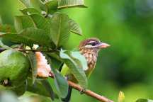 Jungle Holidayz, Jungle Holidays, Jungle Holidayz Masinagudi, Masinagudi Jeep Safari, Masinagudi Trekking, Masinagudi Gipsy Safari, Masinagudi Waterfalls, Masinagudi Camp Fire, Masinagudi Historical Places, Masinagudi Sightseeing,  Masinagudi Trekking, Masinagudi Travels, Masinagudi Tours, Masinagudi Tours And Travels, Car Rents Masinagudi, Car Rentals Ooty, Cab Services Masinagudi, Cab Rentals, Taxi Rentals, Travels Masinagudi, Tourism Masinagudi, Jungle Holidayz Ooty, Ooty Jeep Safari, Ooty Trekking, Ooty Gipsy Safari, Ooty Waterfalls, Ooty Camp Fire, Ooty Historical Places, Ooty Sightseeing, Mysore Sightseeing,  Masinagudi, Masinagudi Resorts,  Masinagudi  Resort, Masinagudi Resorts, Masinagudi Hotels, Masinagudi Jungle Lodge, Masinagudi Jungle, Masinagudi Wild Life Resorts, Masinagudi Forest Hotel, Masinagudi Forest Resorts, Wildlife Resorts In Masinagudi, Masinagudi Cottages, Masinagudi Resorts Tree House, Jungle Retreat Resort Masinagudi, Jungle Hut Resort Masinagudi, Masinagudi Resorts Tariff, Safari Land Resort Masinagudi, Masinagudi Location, Masinagudi Home Stay, Masinagudi Jungle Resort, Masinagudi Cottages, Masinagudi Tree House, Masinagudi Weather, Masinagudi To Ooty, Most Popular Resorts In Masinagudi, Best Masinagudi Resorts, Hotels In Masinagudi, Resorts In Masinagudi, Cottages In Masinagudi, Home Stay In Masinagudi, Rooms In Masinagudi, Bird Watching Masinagudi,  Birding In Masinagudi, Wildlife Resort In Masinagudi, Resorts In Masinagudi-Mudumalai, Masinagudi Location, Fire Camp In Masinagudi,  Masinagudi To Ooty, Masinagudi To Chennai,  Masinagudi To Coimbatore,  Masinagudi To Bangalore, Masinagudi Jungle Trekking,  Trekking In Masinagudi, Masinagudi Trekking Booking, Trekking Booking Ooty, Trekking Mudumalai, Trekking Nilgiris, Masinagudi Resort Booking, Masinagudi Cottage Booking, Places To Stay In Masinagudi, Trekking Through Masinagudi, Activities In Masinagudi Such As Trekking,  Adventure Jungle Camping, Adventure Jungle Package, Jungle Camping,  Jungle Package,  Luxury Adventure Package, Tree Top Package, Best Family Resort In Masinagudi, Best Family Resort In Masinagudi Mudumalai  Forest, Masinagudi Forest Wildlife Resort, Masinagudi Trekking Cost, Masinagudi Trekking Booking, Masinagudi Jeep Safari,  Masinagudi Trekking Shed, Vibudhimalai Trek, Activities In Masinagudi Mudumalai Trekking,  Night Trekking In Masinagudi, Best Forest Resort In Masinagudi‎ , Wildlife Forest Lodges & Resorts In Masinagudi