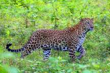 Jungle Holidayz, Jungle Holidays, Jungle Holidayz Masinagudi, Masinagudi Jeep Safari, Masinagudi Trekking, Masinagudi Gipsy Safari, Masinagudi Waterfalls, Masinagudi Camp Fire, Masinagudi Historical Places, Masinagudi Sightseeing,  Masinagudi Trekking, Masinagudi Travels, Masinagudi Tours, Masinagudi Tours And Travels, Car Rents Masinagudi, Car Rentals Ooty, Cab Services Masinagudi, Cab Rentals, Taxi Rentals, Travels Masinagudi, Tourism Masinagudi, Jungle Holidayz Ooty, Ooty Jeep Safari, Ooty Trekking, Ooty Gipsy Safari, Ooty Waterfalls, Ooty Camp Fire, Ooty Historical Places, Ooty Sightseeing, Mysore Sightseeing,  Masinagudi, Masinagudi Resorts,  Masinagudi  Resort, Masinagudi Resorts, Masinagudi Hotels, Masinagudi Jungle Lodge, Masinagudi Jungle, Masinagudi Wild Life Resorts, Masinagudi Forest Hotel, Masinagudi Forest Resorts, Wildlife Resorts In Masinagudi, Masinagudi Cottages, Masinagudi Resorts Tree House, Jungle Retreat Resort Masinagudi, Jungle Hut Resort Masinagudi, Masinagudi Resorts Tariff, Safari Land Resort Masinagudi, Masinagudi Location, Masinagudi Home Stay, Masinagudi Jungle Resort, Masinagudi Cottages, Masinagudi Tree House, Masinagudi Weather, Masinagudi To Ooty, Most Popular Resorts In Masinagudi, Best Masinagudi Resorts, Hotels In Masinagudi, Resorts In Masinagudi, Cottages In Masinagudi, Home Stay In Masinagudi, Rooms In Masinagudi, Bird Watching Masinagudi,  Birding In Masinagudi, Wildlife Resort In Masinagudi, Resorts In Masinagudi-Mudumalai, Masinagudi Location, Fire Camp In Masinagudi,  Masinagudi To Ooty, Masinagudi To Chennai,  Masinagudi To Coimbatore,  Masinagudi To Bangalore, Masinagudi Jungle Trekking,  Trekking In Masinagudi, Masinagudi Trekking Booking, Trekking Booking Ooty, Trekking Mudumalai, Trekking Nilgiris, Masinagudi Resort Booking, Masinagudi Cottage Booking, Places To Stay In Masinagudi, Trekking Through Masinagudi, Activities In Masinagudi Such As Trekking,  Adventure Jungle Camping, Adventure Jungle Package, Jungle Camping,  Jungle Package,  Luxury Adventure Package, Tree Top Package, Best Family Resort In Masinagudi, Best Family Resort In Masinagudi Mudumalai  Forest, Masinagudi Forest Wildlife Resort, Masinagudi Trekking Cost, Masinagudi Trekking Booking, Masinagudi Jeep Safari,  Masinagudi Trekking Shed, Vibudhimalai Trek, Activities In Masinagudi Mudumalai Trekking,  Night Trekking In Masinagudi, Best Forest Resort In Masinagudi‎ , Wildlife Forest Lodges & Resorts In Masinagudi