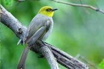 Jungle Holidayz, Jungle Holidays, Jungle Holidayz Masinagudi, Masinagudi Jeep Safari, Masinagudi Trekking, Masinagudi Gipsy Safari, Masinagudi Waterfalls, Masinagudi Camp Fire, Masinagudi Historical Places, Masinagudi Sightseeing,  Masinagudi Trekking, Masinagudi Travels, Masinagudi Tours, Masinagudi Tours And Travels, Car Rents Masinagudi, Car Rentals Ooty, Cab Services Masinagudi, Cab Rentals, Taxi Rentals, Travels Masinagudi, Tourism Masinagudi, Jungle Holidayz Ooty, Ooty Jeep Safari, Ooty Trekking, Ooty Gipsy Safari, Ooty Waterfalls, Ooty Camp Fire, Ooty Historical Places, Ooty Sightseeing, Mysore Sightseeing,  Masinagudi, Masinagudi Resorts,  Masinagudi  Resort, Masinagudi Resorts, Masinagudi Hotels, Masinagudi Jungle Lodge, Masinagudi Jungle, Masinagudi Wild Life Resorts, Masinagudi Forest Hotel, Masinagudi Forest Resorts, Wildlife Resorts In Masinagudi, Masinagudi Cottages, Masinagudi Resorts Tree House, Jungle Retreat Resort Masinagudi, Jungle Hut Resort Masinagudi, Masinagudi Resorts Tariff, Safari Land Resort Masinagudi, Masinagudi Location, Masinagudi Home Stay, Masinagudi Jungle Resort, Masinagudi Cottages, Masinagudi Tree House, Masinagudi Weather, Masinagudi To Ooty, Most Popular Resorts In Masinagudi, Best Masinagudi Resorts, Hotels In Masinagudi, Resorts In Masinagudi, Cottages In Masinagudi, Home Stay In Masinagudi, Rooms In Masinagudi, Bird Watching Masinagudi,  Birding In Masinagudi, Wildlife Resort In Masinagudi, Resorts In Masinagudi-Mudumalai, Masinagudi Location, Fire Camp In Masinagudi,  Masinagudi To Ooty, Masinagudi To Chennai,  Masinagudi To Coimbatore,  Masinagudi To Bangalore, Masinagudi Jungle Trekking,  Trekking In Masinagudi, Masinagudi Trekking Booking, Trekking Booking Ooty, Trekking Mudumalai, Trekking Nilgiris, Masinagudi Resort Booking, Masinagudi Cottage Booking, Places To Stay In Masinagudi, Trekking Through Masinagudi, Activities In Masinagudi Such As Trekking,  Adventure Jungle Camping, Adventure Jungle Package, Jungle Camping,  Jungle Package,  Luxury Adventure Package, Tree Top Package, Best Family Resort In Masinagudi, Best Family Resort In Masinagudi Mudumalai  Forest, Masinagudi Forest Wildlife Resort, Masinagudi Trekking Cost, Masinagudi Trekking Booking, Masinagudi Jeep Safari,  Masinagudi Trekking Shed, Vibudhimalai Trek, Activities In Masinagudi Mudumalai Trekking,  Night Trekking In Masinagudi, Best Forest Resort In Masinagudi‎ , Wildlife Forest Lodges & Resorts In Masinagudi