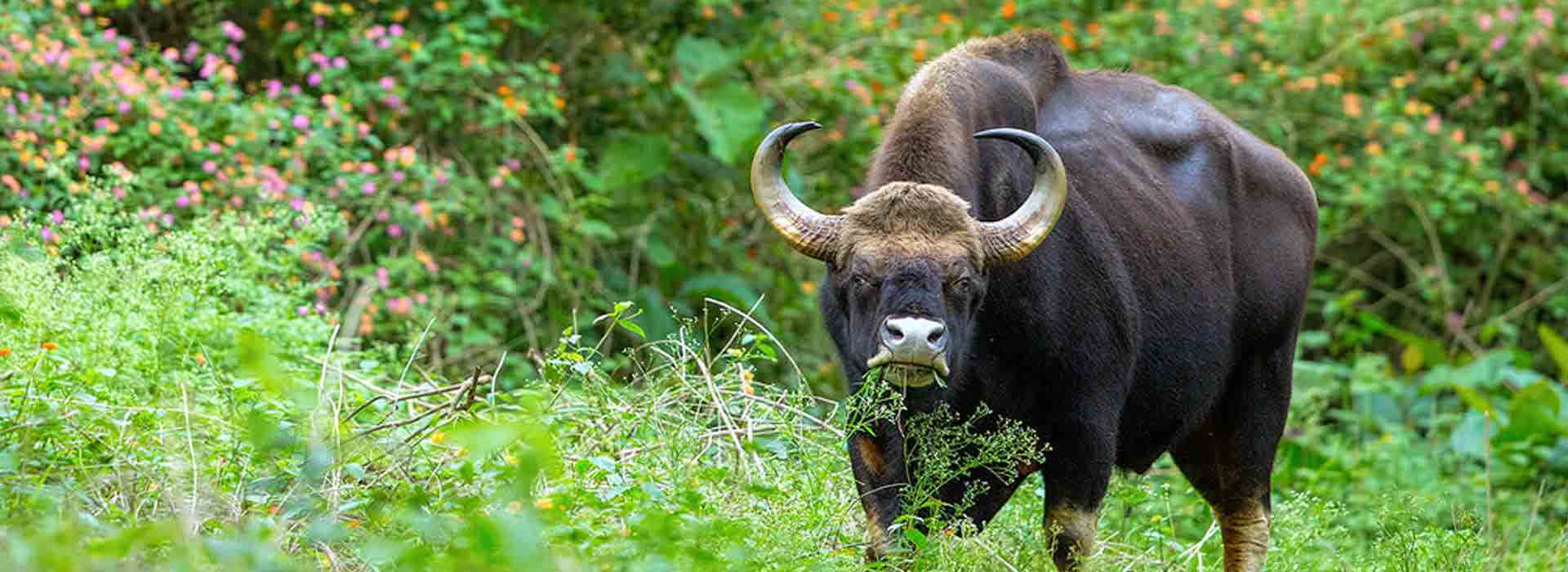 Jungle Holidayz, Jungle Holidays, Jungle Holidayz Masinagudi, Masinagudi Jeep Safari, Masinagudi Trekking, Masinagudi Gipsy Safari, Masinagudi Waterfalls, Masinagudi Camp Fire, Masinagudi Historical Places, Masinagudi Sightseeing,  Masinagudi Trekking, Masinagudi Travels, Masinagudi Tours, Masinagudi Tours And Travels, Car Rents Masinagudi, Car Rentals Ooty, Cab Services Masinagudi, Cab Rentals, Taxi Rentals, Travels Masinagudi, Tourism Masinagudi, Jungle Holidayz Ooty, Ooty Jeep Safari, Ooty Trekking, Ooty Gipsy Safari, Ooty Waterfalls, Ooty Camp Fire, Ooty Historical Places, Ooty Sightseeing, Mysore Sightseeing,  Masinagudi, Masinagudi Resorts,  Masinagudi  Resort, Masinagudi Resorts, Masinagudi Hotels, Masinagudi Jungle Lodge, Masinagudi Jungle, Masinagudi Wild Life Resorts, Masinagudi Forest Hotel, Masinagudi Forest Resorts, Wildlife Resorts In Masinagudi, Masinagudi Cottages, Masinagudi Resorts Tree House, Jungle Retreat Resort Masinagudi, Jungle Hut Resort Masinagudi, Masinagudi Resorts Tariff, Safari Land Resort Masinagudi, Masinagudi Location, Masinagudi Home Stay, Masinagudi Jungle Resort, Masinagudi Cottages, Masinagudi Tree House, Masinagudi Weather, Masinagudi To Ooty, Most Popular Resorts In Masinagudi, Best Masinagudi Resorts, Hotels In Masinagudi, Resorts In Masinagudi, Cottages In Masinagudi, Home Stay In Masinagudi, Rooms In Masinagudi, Bird Watching Masinagudi,  Birding In Masinagudi, Wildlife Resort In Masinagudi, Resorts In Masinagudi-Mudumalai, Masinagudi Location, Fire Camp In Masinagudi,  Masinagudi To Ooty, Masinagudi To Chennai,  Masinagudi To Coimbatore,  Masinagudi To Bangalore, Masinagudi Jungle Trekking,  Trekking In Masinagudi, Masinagudi Trekking Booking, Trekking Booking Ooty, Trekking Mudumalai, Trekking Nilgiris, Masinagudi Resort Booking, Masinagudi Cottage Booking, Places To Stay In Masinagudi, Trekking Through Masinagudi, Activities In Masinagudi Such As Trekking,  Adventure Jungle Camping, Adventure Jungle Package, Jungle Camping,  Jungle Package,  Luxury Adventure Package, Tree Top Package, Best Family Resort In Masinagudi, Best Family Resort In Masinagudi Mudumalai  Forest, Masinagudi Forest Wildlife Resort, Masinagudi Trekking Cost, Masinagudi Trekking Booking, Masinagudi Jeep Safari,  Masinagudi Trekking Shed, Vibudhimalai Trek, Activities In Masinagudi Mudumalai Trekking,  Night Trekking In Masinagudi, Best Forest Resort In Masinagudi‎ , Wildlife Forest Lodges & Resorts In Masinagudi